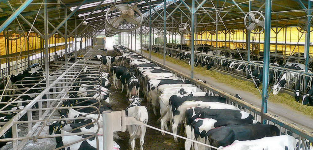cowcow.jpg